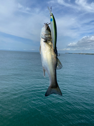 セイゴ（マルスズキ）の釣果