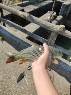 コイの釣果