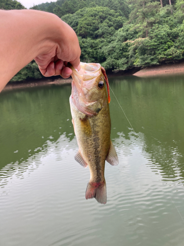 ラージマウスバスの釣果