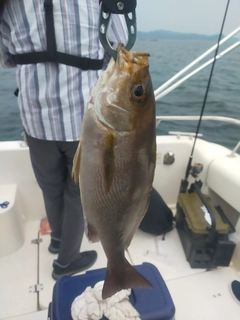 イサキの釣果