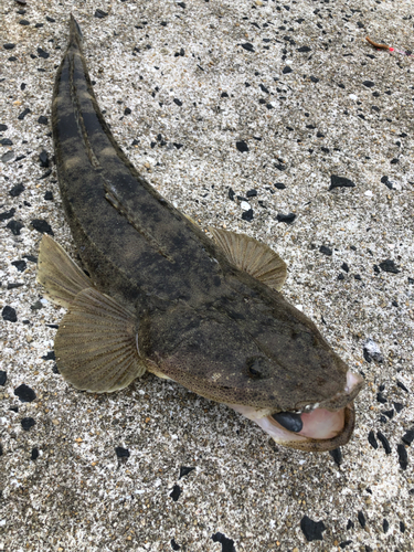 マゴチの釣果