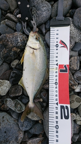 ショゴの釣果