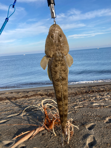 マゴチの釣果