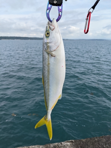 ワカシの釣果