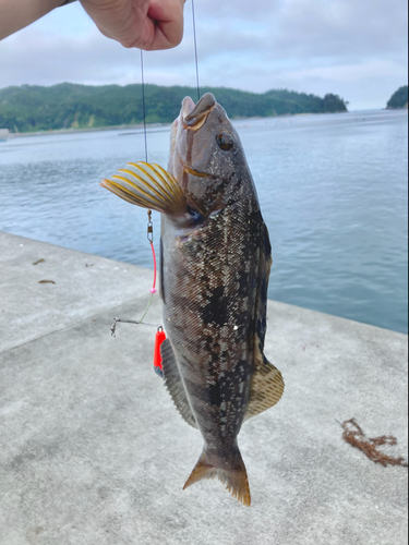 アイナメの釣果