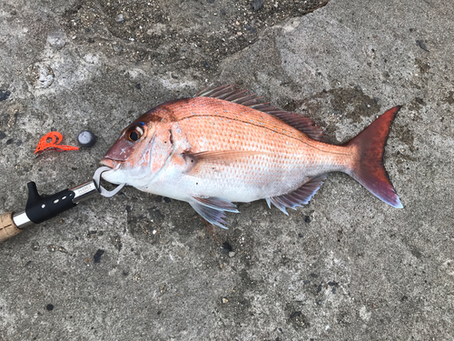 マダイの釣果