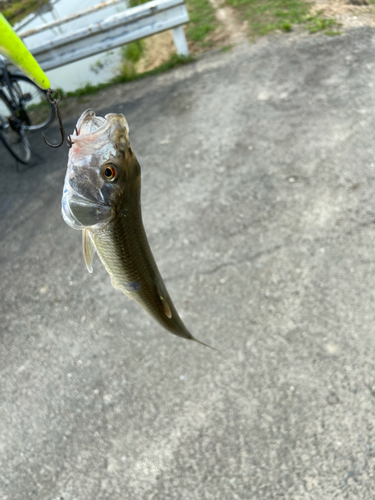 ハスの釣果