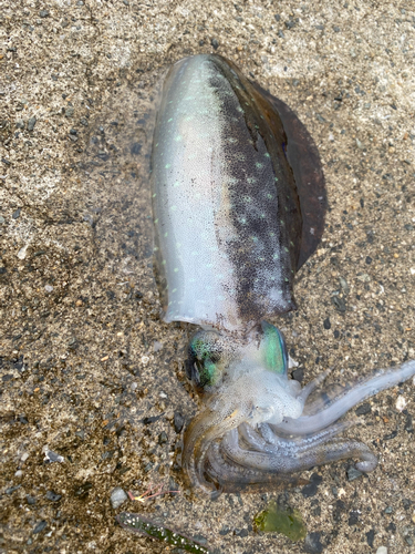 アオリイカの釣果