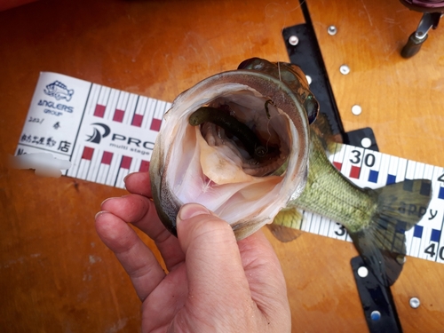 ブラックバスの釣果