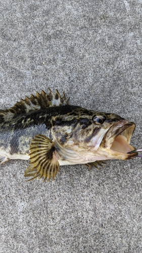 タケノコメバルの釣果