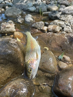 ニジマスの釣果