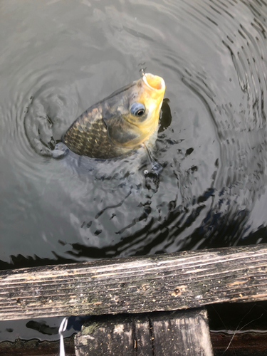 ヘラブナの釣果