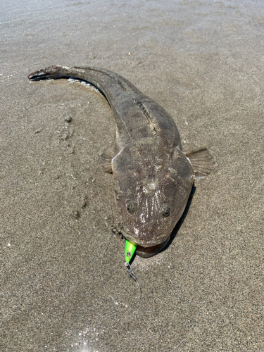 マゴチの釣果