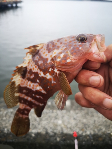 釣果