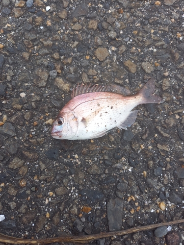 キスの釣果