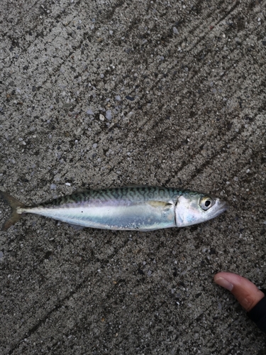 サバの釣果