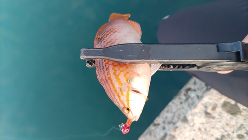 アカササノハベラの釣果