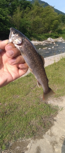 イワナの釣果