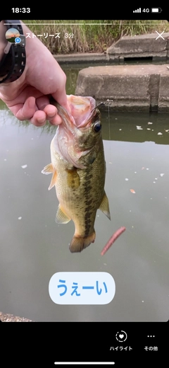 ブラックバスの釣果