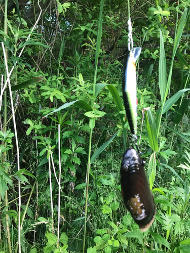 ブラウントラウトの釣果