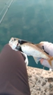 ムツの釣果