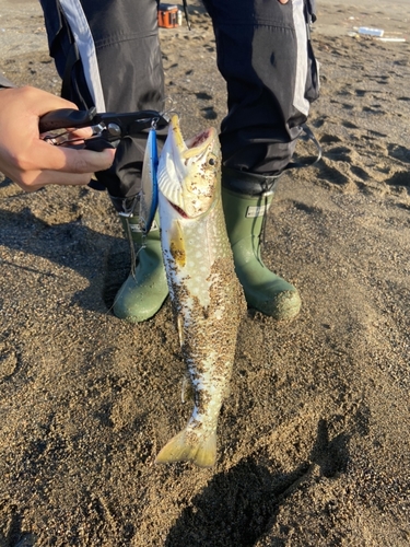 アメマスの釣果