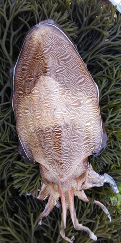 モンゴウイカの釣果