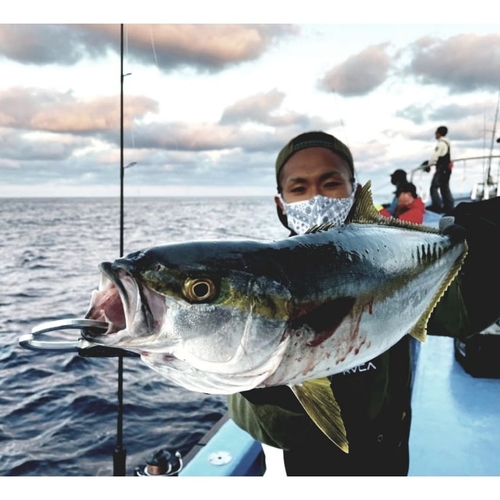 カンパチの釣果