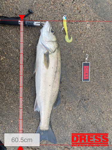 シーバスの釣果