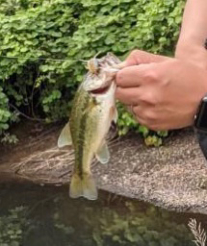 ラージマウスバスの釣果