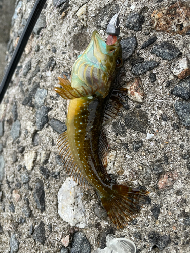 アナハゼの釣果