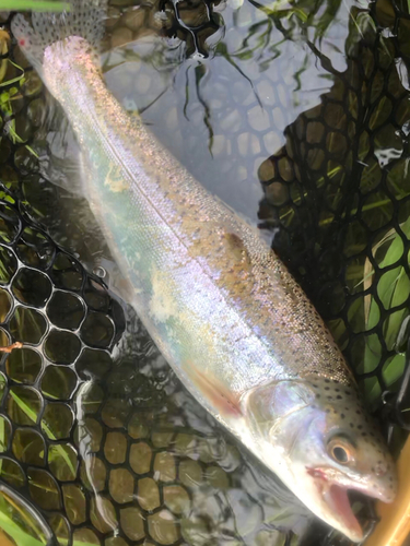 ニジマスの釣果