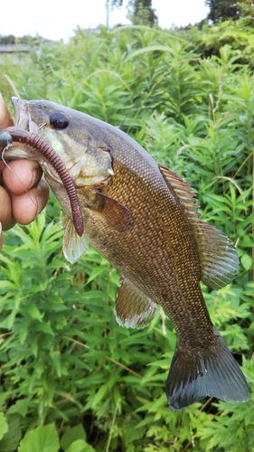 スモールマウスバスの釣果