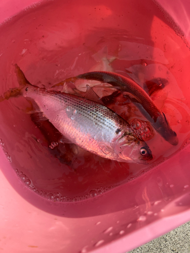 コノシロの釣果