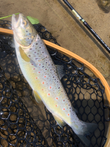 ブラウントラウトの釣果