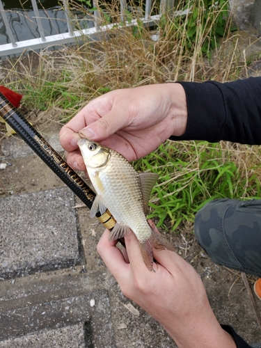 フナの釣果