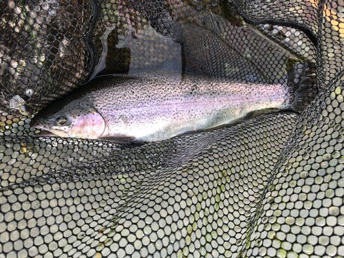 ニジマスの釣果