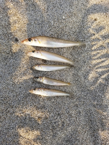 シロギスの釣果