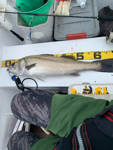 シーバスの釣果