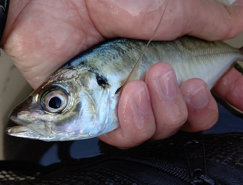 マアジの釣果