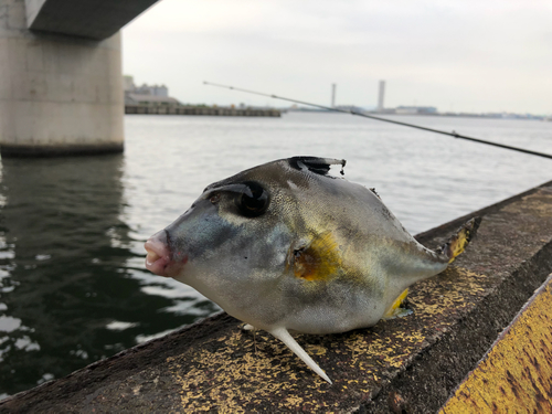 ギマの釣果