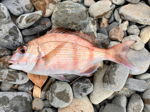 マダイの釣果