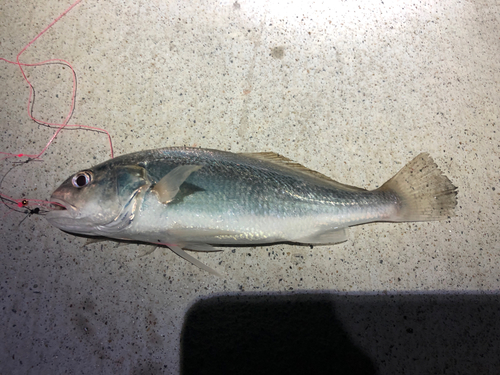 イシモチの釣果