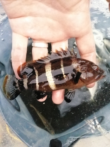 アオハタの釣果