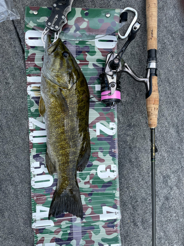 スモールマウスバスの釣果