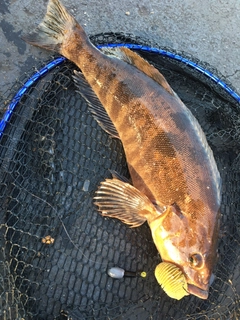 アイナメの釣果