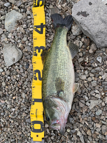 ブラックバスの釣果