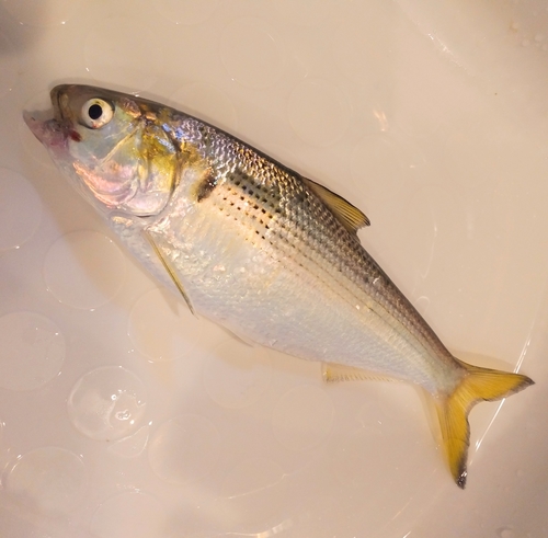 コノシロの釣果