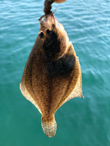 カレイの釣果