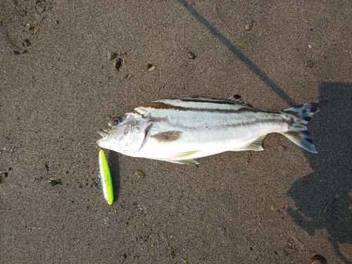 コトヒキの釣果